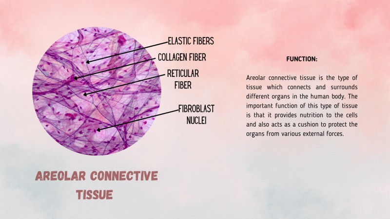 Where is the connective tissue found in the body? · Get a professor