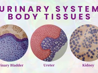 Galvez, Pinkish - Urinary System Body Tissues