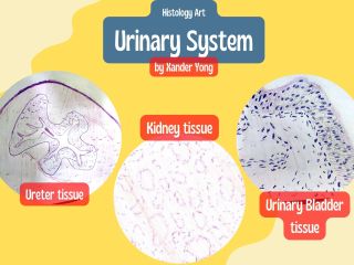 Histology-Art-Urinary System