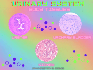 URINARY SYSTEM BODY TISSUES