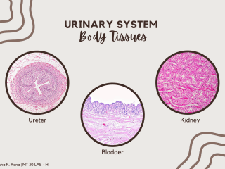 Urinary System Body Tissues