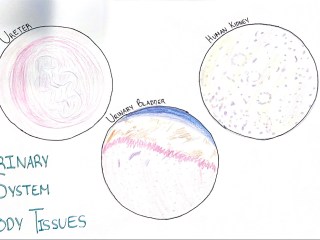 [Perrine Kho] Urinary System Body Tissues